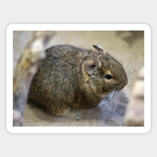 Degu Sticker